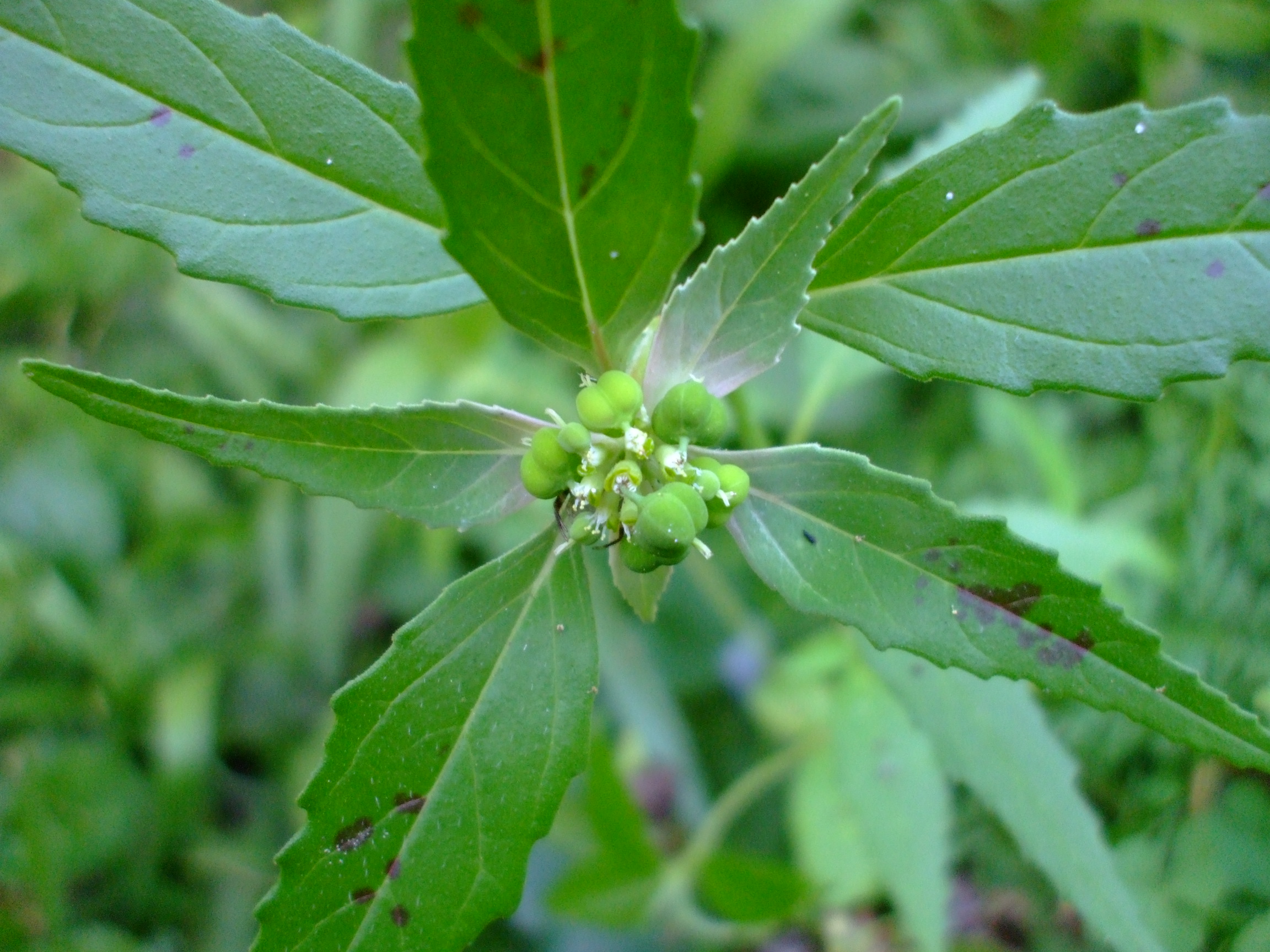 Euphorbia dentata
